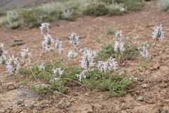 Nepeta discolor